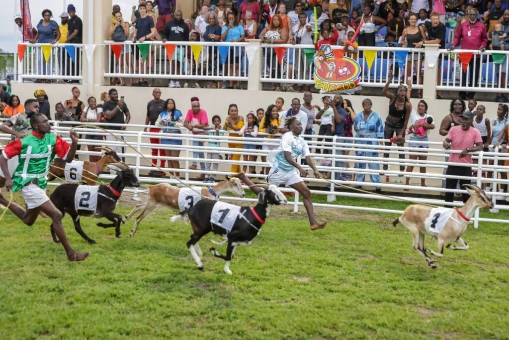 Tobago’s Goat Race: 2026 Guide