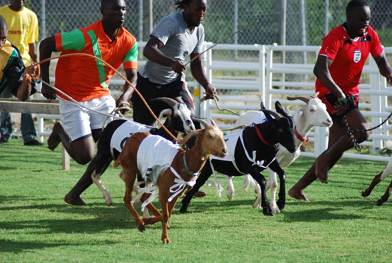 Experience the thrill of Tobago's Goat Races & vibrant Easter festivities. 