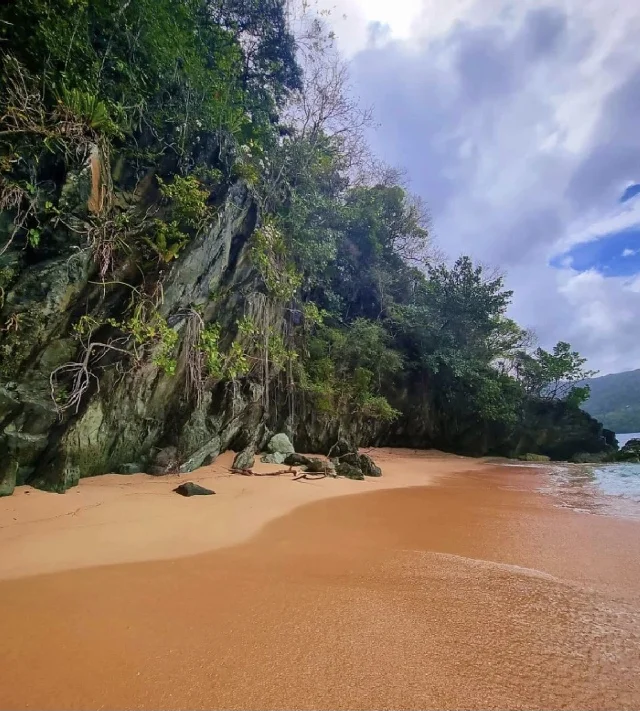 Beach facing the forest