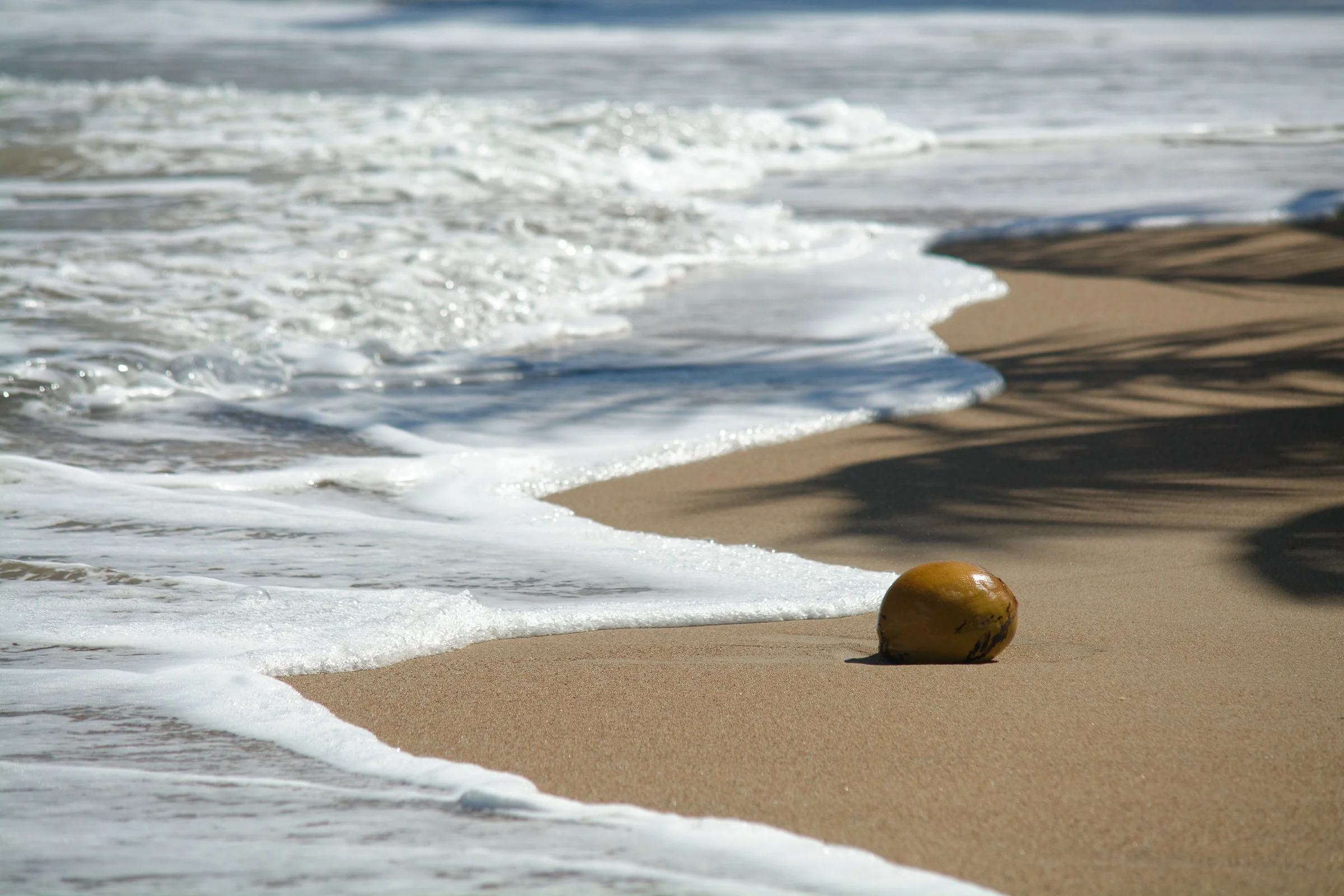 Seashell with waves lapping on the shore 