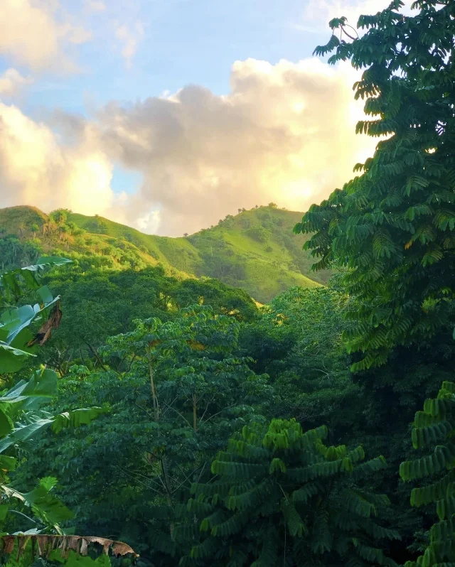 Forest-covered mountains