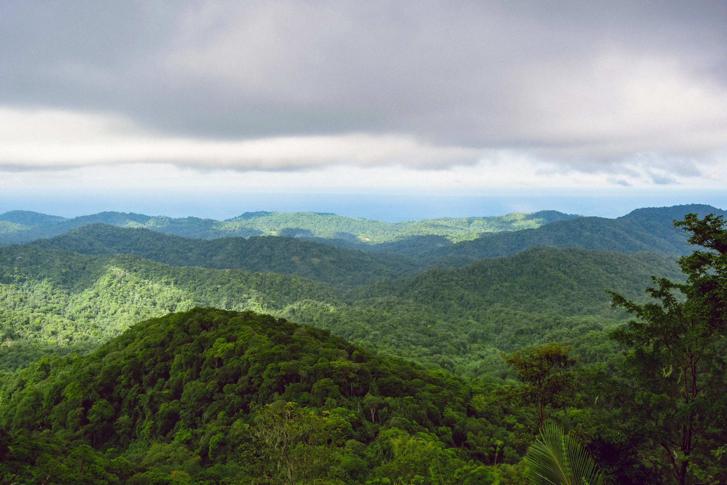 Mountains covered in forest